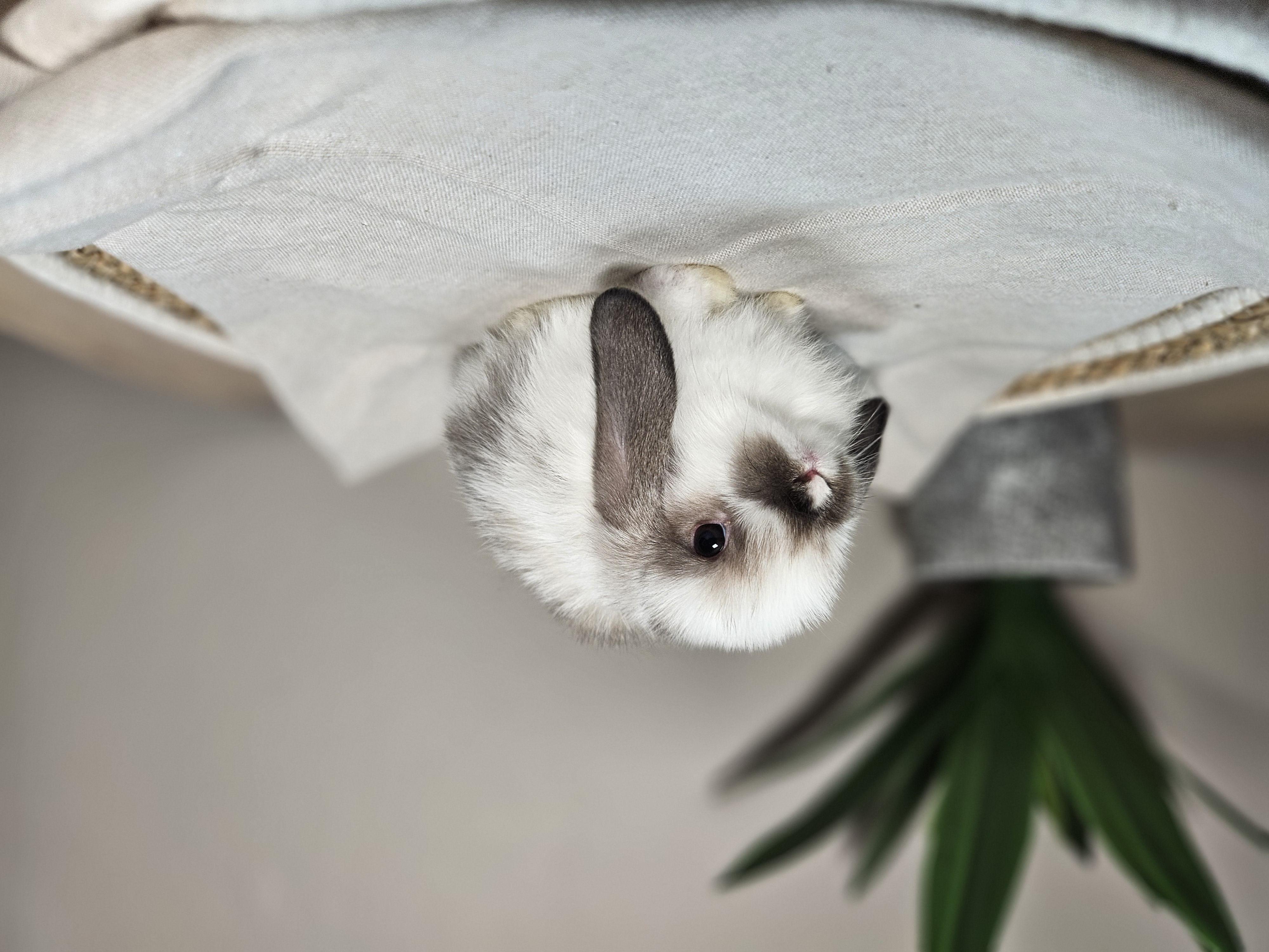 Holland Lop bunny